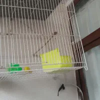 قفس قناری سالم درحدنو