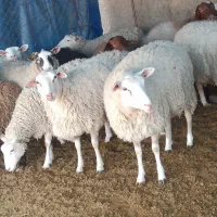 گوسفند رومن