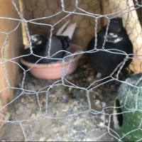 کفتر خوب|پرنده|تهران, یاخجی آباد|دیوار