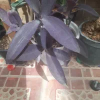 گل زیر قیمت فقط ۴۵ هزار تومن