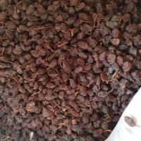 مویز انگور دیم