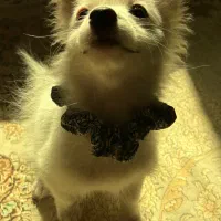 توله سگ پامرانین /پامر روباهی نر|سگ|ری, دیلمان|دیوار