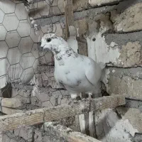 کفتر فروشی|پرنده|چهاردانگه (تهران), |دیوار