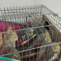 عروس هلندی