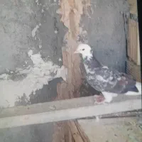 کفتر شازده