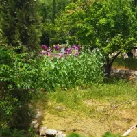 زمین.باغ