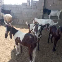بز و میش و بره|حیوانات مزرعه|بوشهر, |دیوار