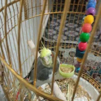 یک عددعروس هلندی ابلغ فروشی