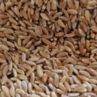 گندم تیرگان