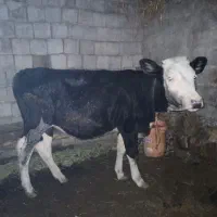 کوساله سمینتال|حیوانات مزرعه|محمدبار, |دیوار