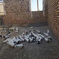 طوقی همه رنگ|پرنده|نوده انقلاب, |دیوار