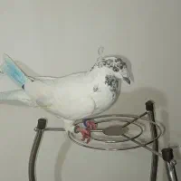 سه عدد کبوتر ماده پرشی|پرنده|چالدران, |دیوار