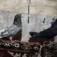 پرنده کبوتر تهرانی|پرنده|زابل, |دیوار