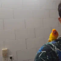 یک جفت کوتوله برزیلی|پرنده|اردکان, |دیوار