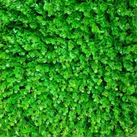 فروش وسایل سالن|آرایشگاه و سالنهای زیبایی|رشت, استادسرا|دیوار