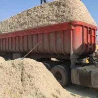 کاه خوارک دام نیشکر تازه یا باگاس