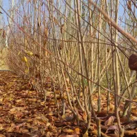 فروش انواع نهال های پیوندی|خدمات باغبانی و درختکاری|اصفهان, شاهزاده ابراهیم|دیوار