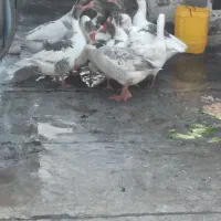 غاز قاز رسمی محلی سرحال