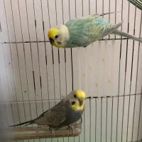 مرغ عشق مولد رینبو درجه 1 با جوجه فروش فوری|پرنده|نوشهر, |دیوار