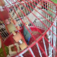 طوطی|پرنده|رباط‌کریم, نصیرشهر|دیوار