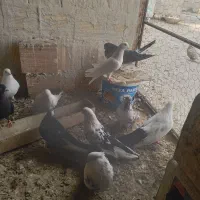 کبوتر فروشی