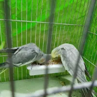 عروس هلندی جفتی یه تومن