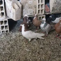 کفتر  کبوتر عرب شیخی شیخی باش