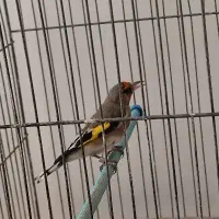 سقا نر کرمانی معاوضه با|پرنده|کرمان, |دیوار