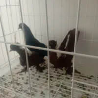 پرنده ایناغ