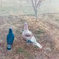 خروس بوقلمون