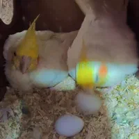 عروس هلندی لوتینو مولد با تخم|پرنده|مشهد, قائم|دیوار