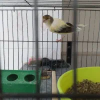 قناری ماده