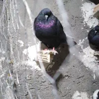 نرو ماده دم سفید نر سرور ماده سیاه|پرنده|اصفهان, شفق|دیوار