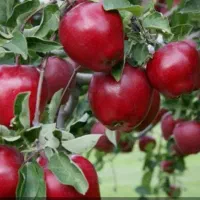 به تعدادی کارگر جهت چیدن سیب نیازمندم