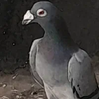 یه جفت مسافتی مولر بیا ببین نیست مثلشون تو تربت