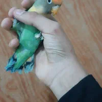 طوطی برزیلی نر