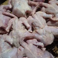 غذای سگ و گربه