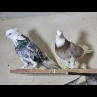 کبوتر هما کبوتر شازده سرورکلکسیونی