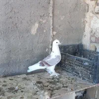 کفتر شازده