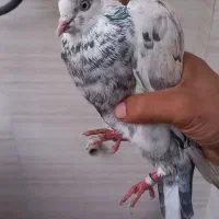 کبوتر