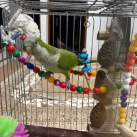 پرنده راهب|پرنده|بندر ماهشهر, |دیوار