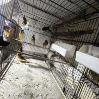 قناری|پرنده|تاکستان, |دیوار