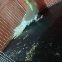 عروس هلندیی|پرنده|تربت‌حیدریه, ترمینال|دیوار