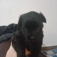 سگ پا کوتاه|سگ|بندر انزلی, لیچارگی حسن رود|دیوار