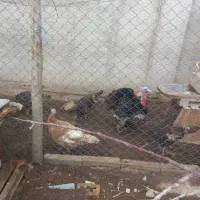 بوقلمون تخم گذار ۱۰ماهه