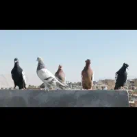 20 تا کفتر هوایی|پرنده|زرقان, |دیوار