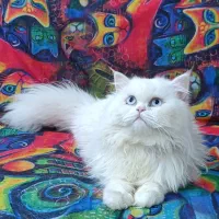 گربه پرشین کلاسیک|گربه|زاهدان, |دیوار