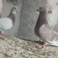 کبوتر
