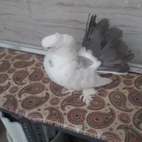 کبوتر دم چتری کاکلی پاپر|پرنده|تهران, پرستار|دیوار