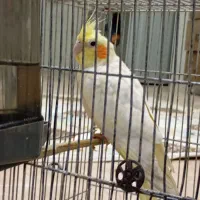 عروس هلندی